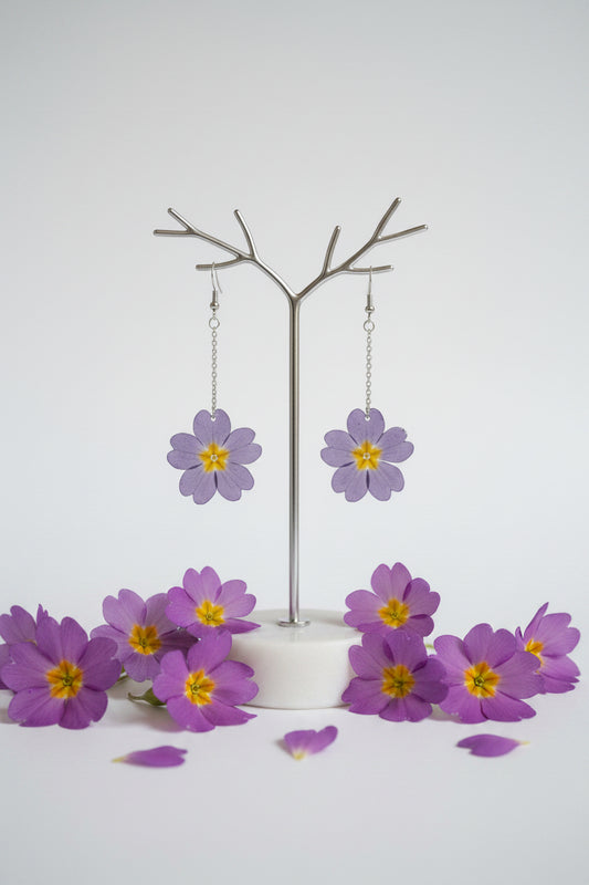 Primula mini