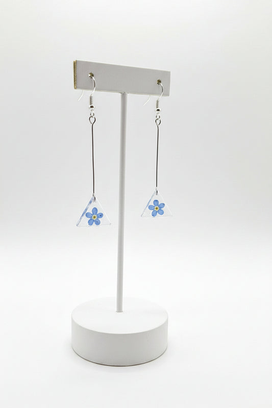 Myosotis