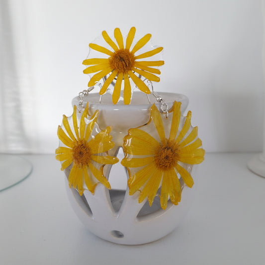 Arnica