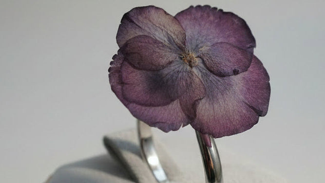 Hortensis