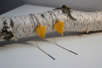 Betula