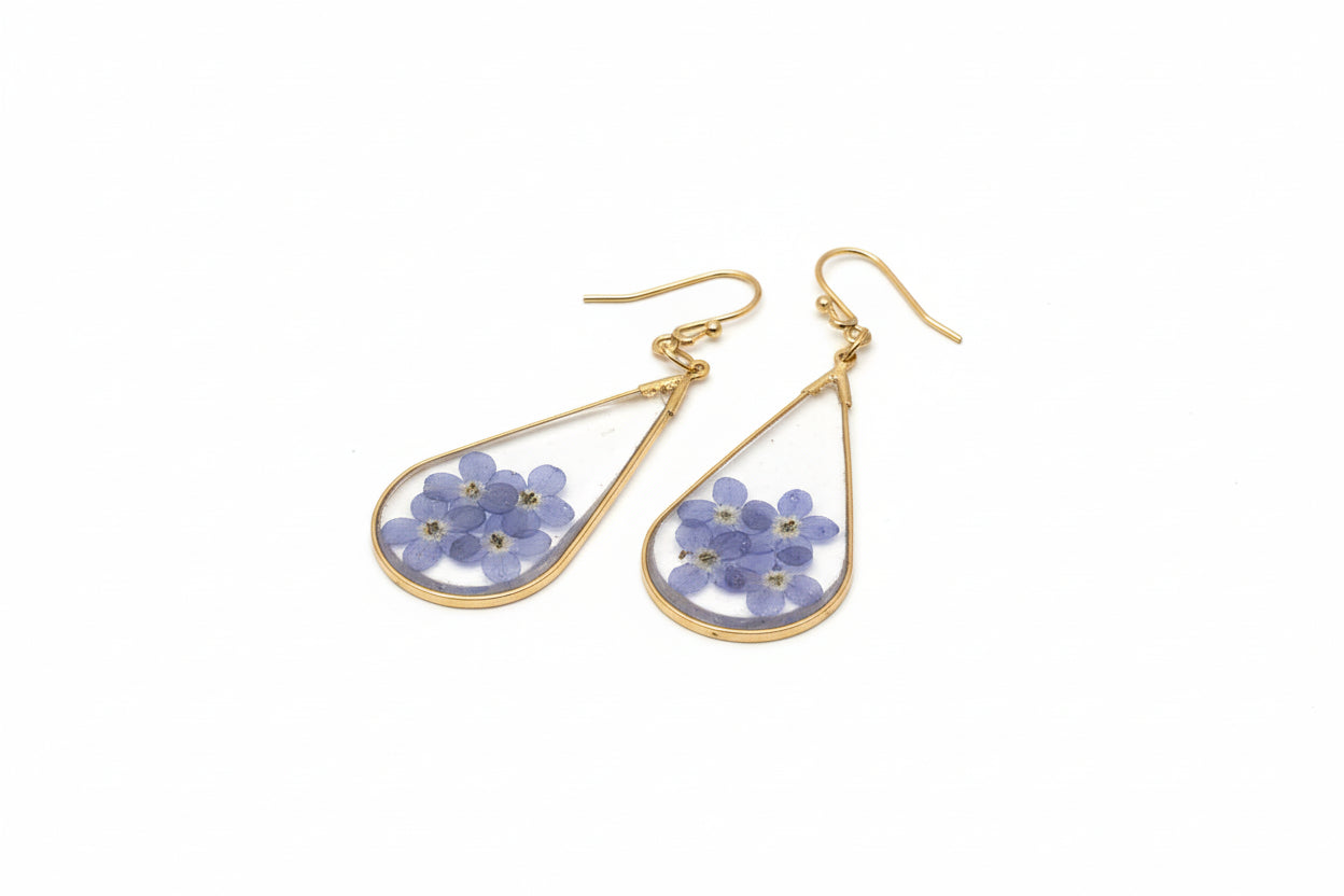 Myosotis