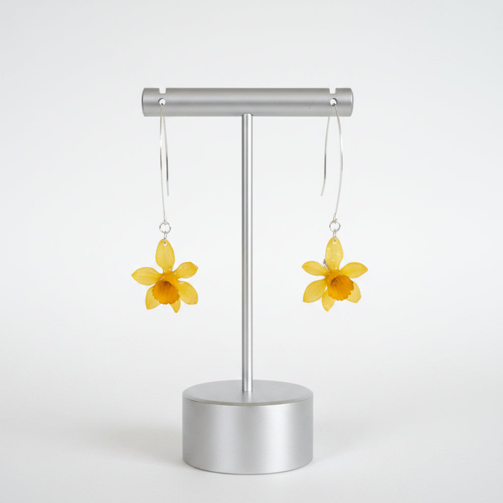 Narcissus