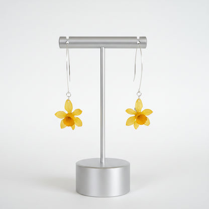 Narcissus
