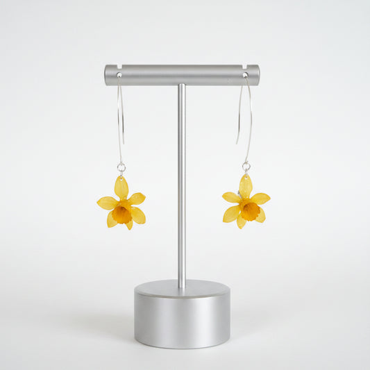 Narcissus