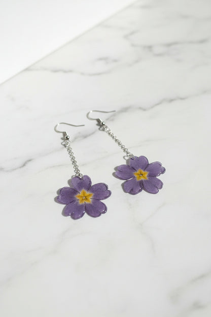 Primula mini