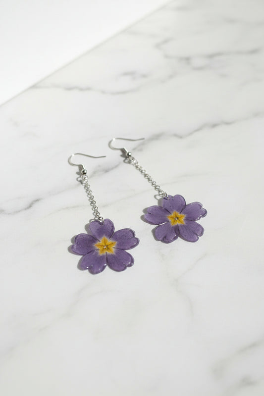 Primula mini