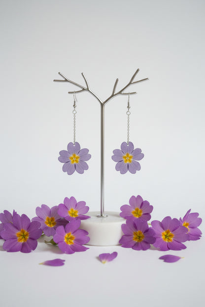 Primula mini