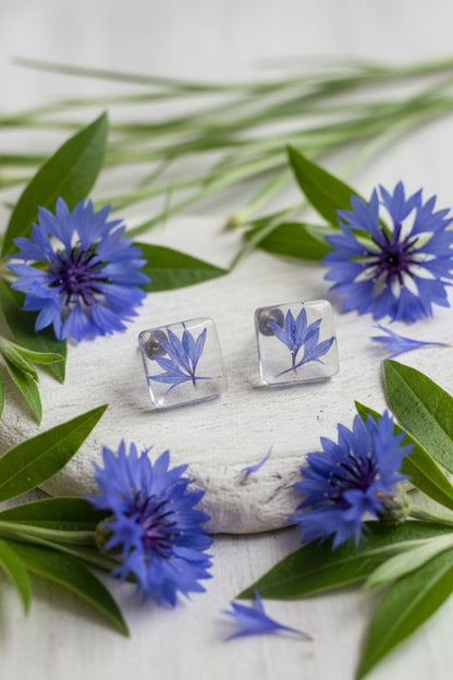 Centaurea I.