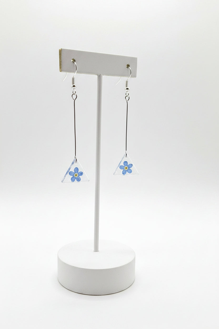 Myosotis
