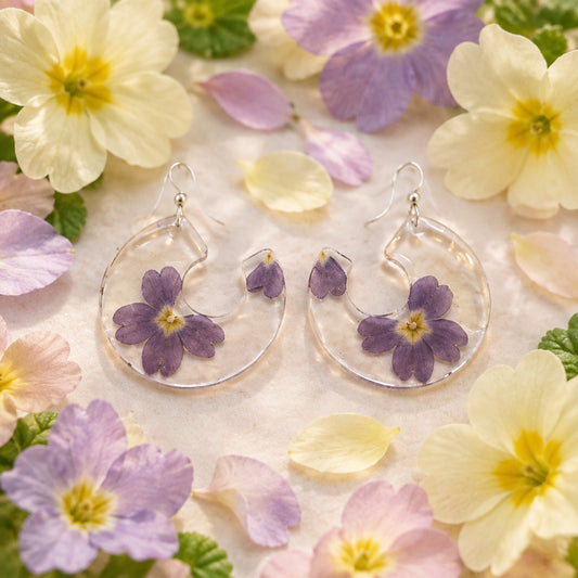Primula