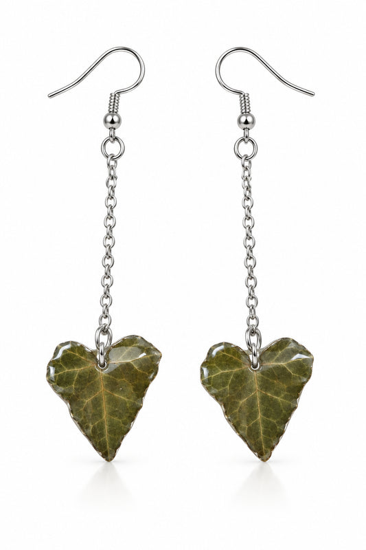 Hedera