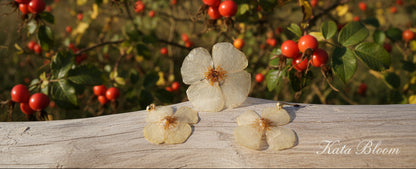 Rosa Foetida