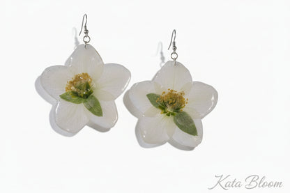 Helleborus