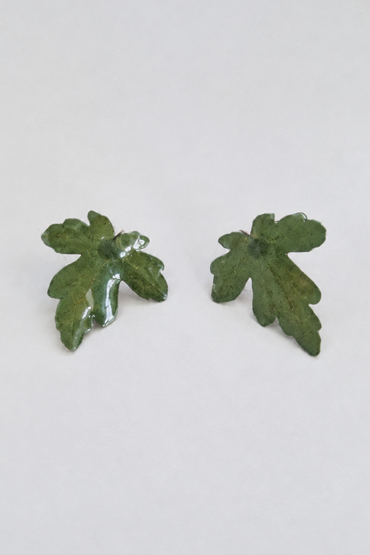 Hedera helix