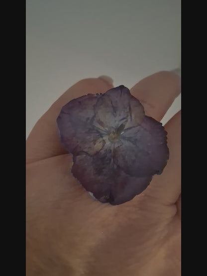 Hortensis